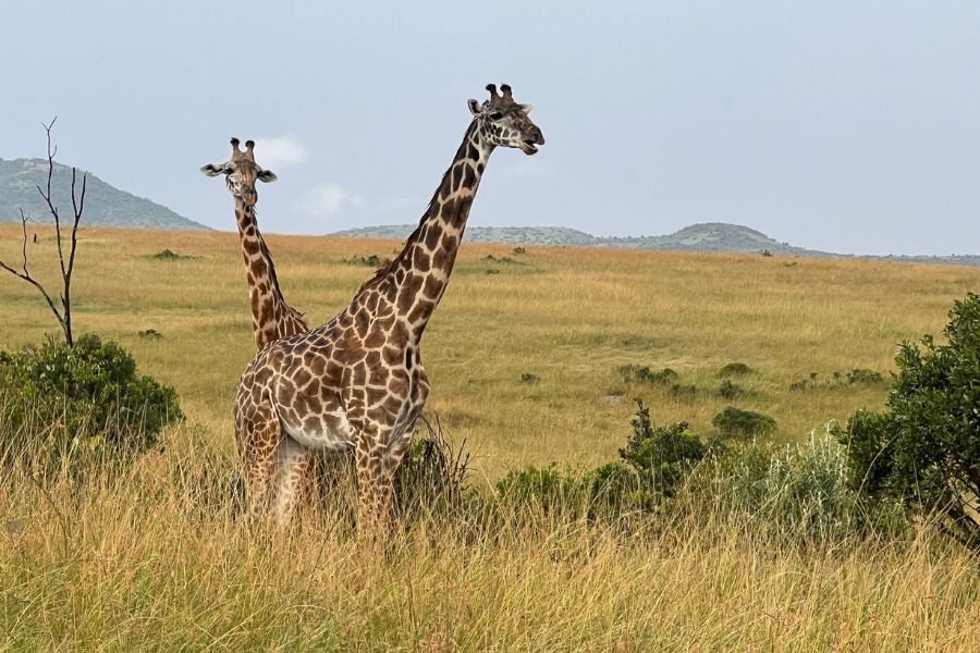 4 Days 3 Nights Masai Mara Serena Lodge Luxury Safari Package.