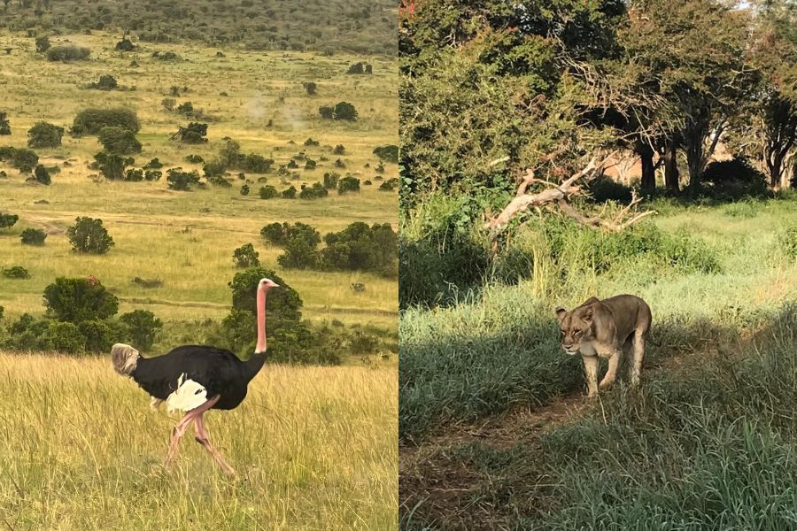 6 Days Masai Mara, Lake Nakuru  Amboseli Package