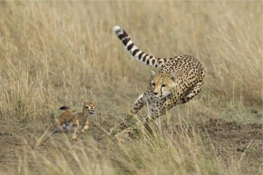 Cheetah Preying