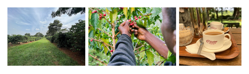 Coffee farm visit post image