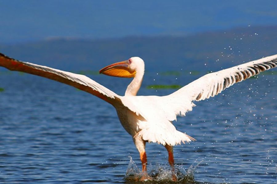 Lake Naivasha Crescent Camp