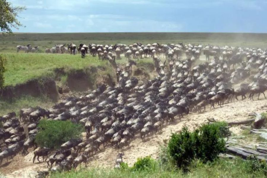 Wildebeest crossing river