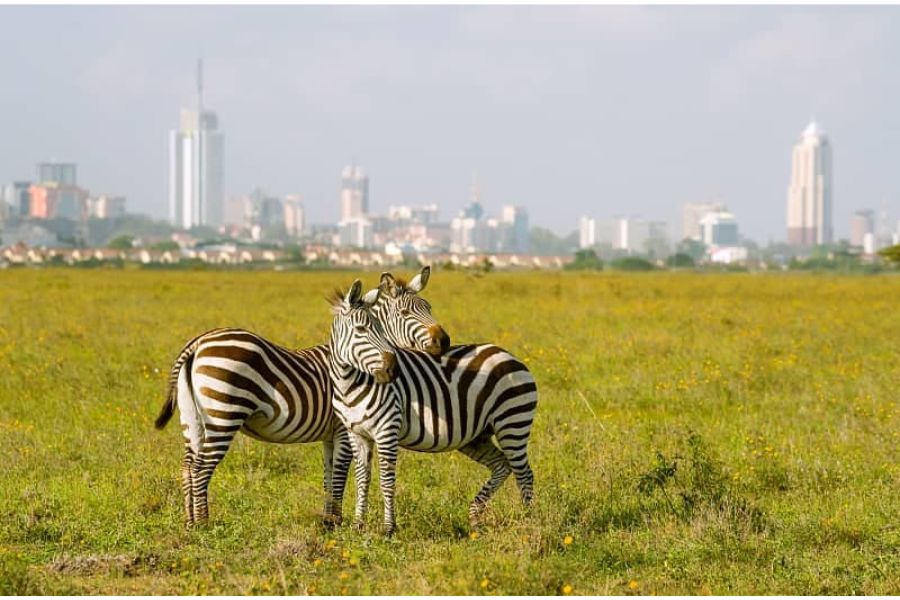 Zebras Nirobi park