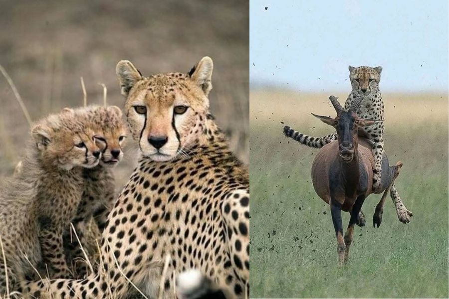 Cheetah with Cab and Cheetah Hunt Blavals Best Safari Tours in Kenya