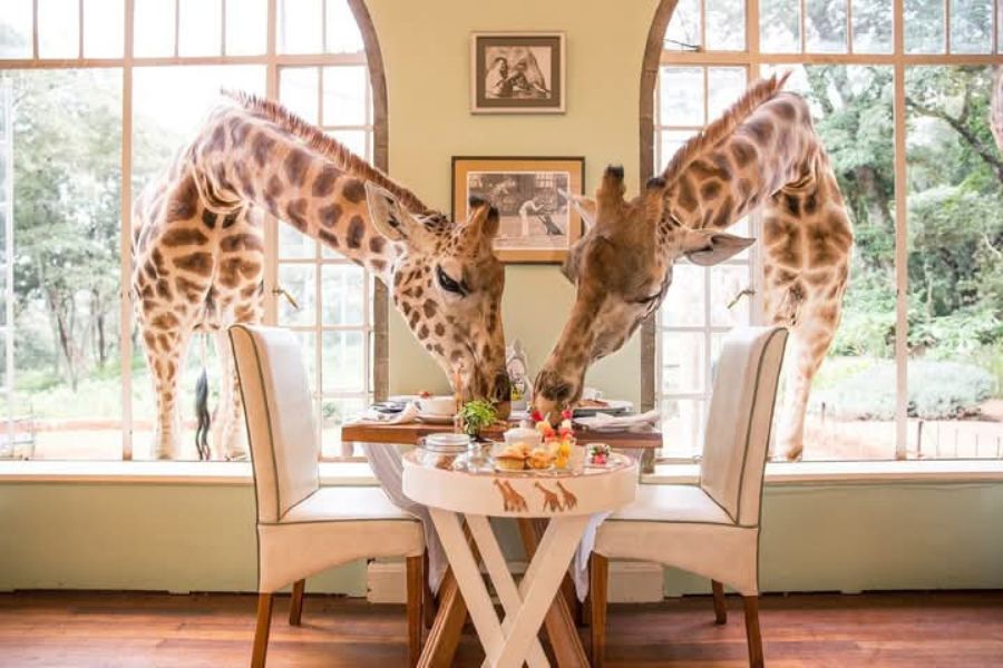 Discover Kenya's wildlife and landscapes on this 11-day tour
