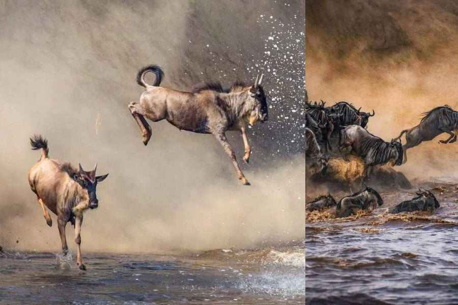 Leap of Faith on river by wildebeest Blavals Best Safari Tours in Kenya