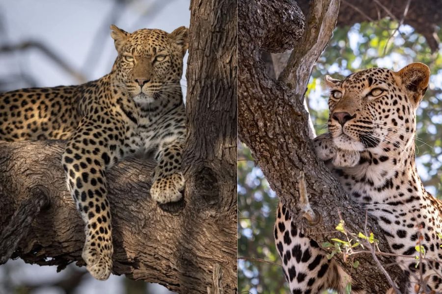 Leopard Blavals Best Safari Tours in Kenya
