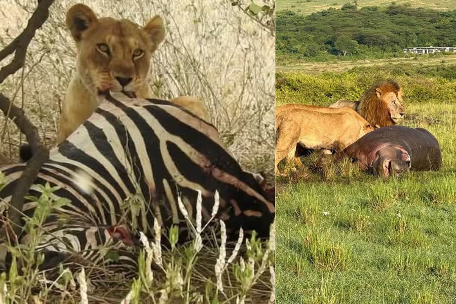 Lion Kills Zebra n Hippo Blavals Best Safari Tours in Kenya