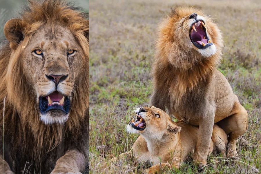 Lion mate Blavals Best Safari Tours in Kenya
