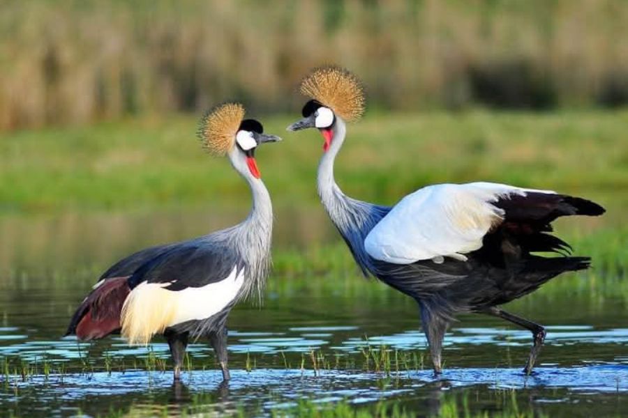 Male and Female Crown Birds Blavals Best Safari Tours in Kenya