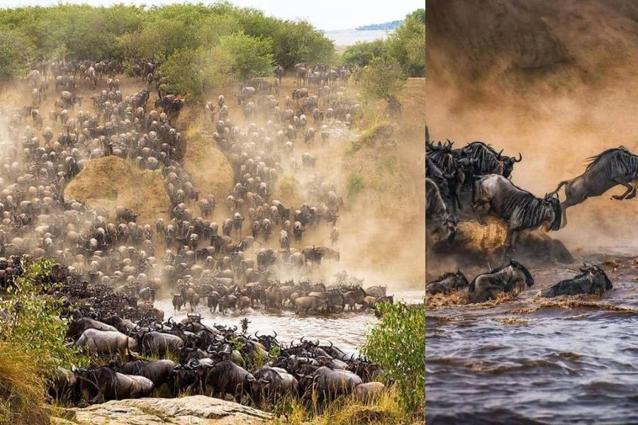 The Great Migration river crossings begin in June, making it the ideal time to witness this natural spectacle in Masai Mara National Reserve Wildebeest crossing Mara River during Great Migration in Kenya's Masai Mara National Reserve in June 2025