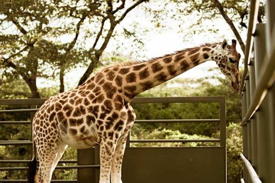 Giraffe Centre | Nairobi