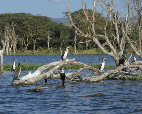 Lake Naivasha | Toombili Adventures
