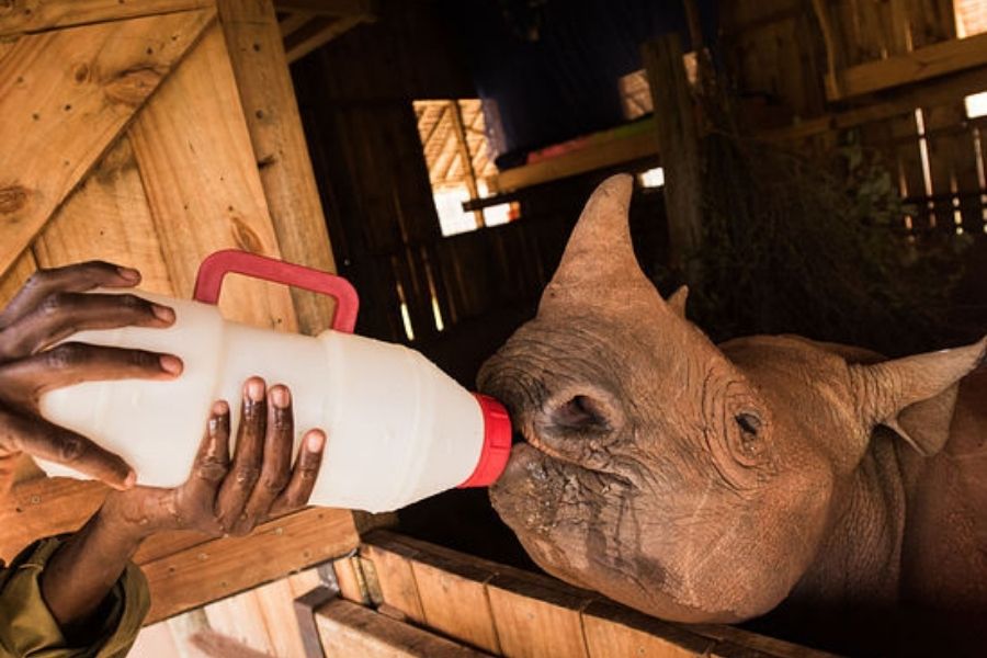 David & Daphne Sheldrick Wildlife Trust