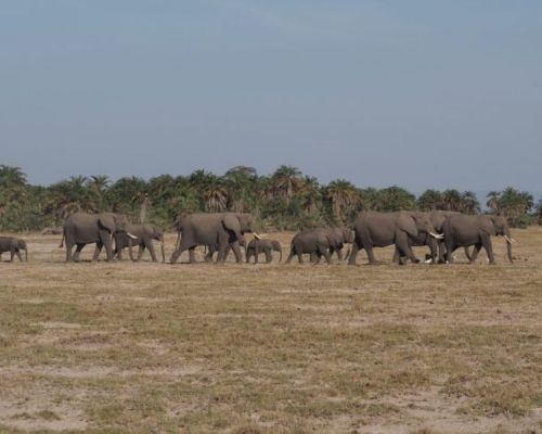 Maasai Mara Game Reserve | Toombili Adventures