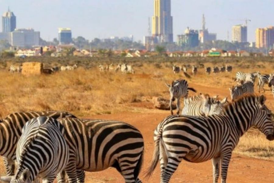 Tour Nairobi & Other Parks In Kenya