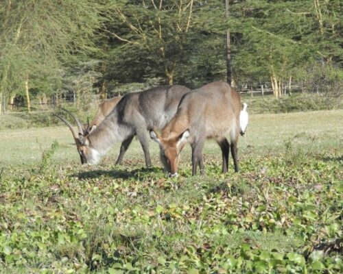 Lake Naivasha | Toombili Adventures