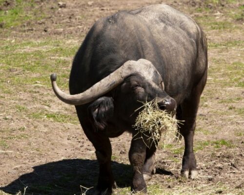 Nairobi National Park | Safari Walk | Buffalos | Toombili Adventures