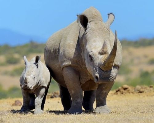Mother Rhino Kenya Safari