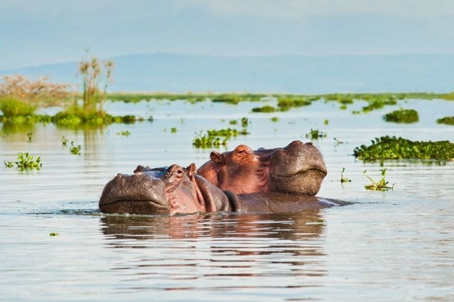 Amboseli National Park