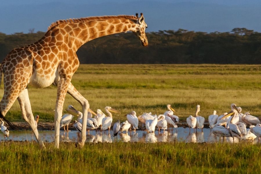 Big 5 Sighting -  Amboseli Lake Nakuru Mara Package