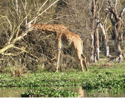 Lake Naivasha | Toombili Adventures