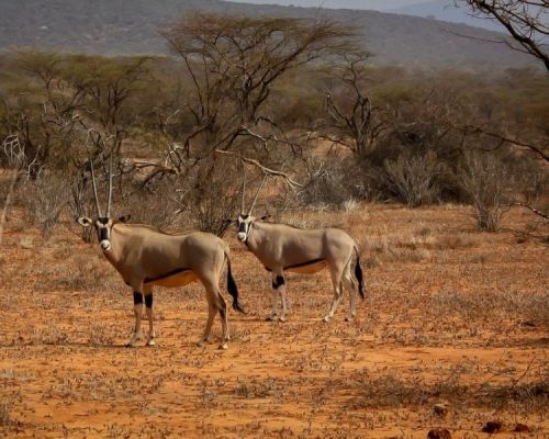 Samburu National Park | Toombili Adventures