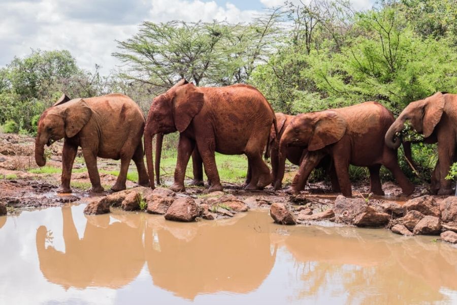 Elephant orphanage | Nairobi