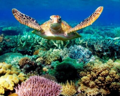 Malindi Marine Park | Toombili Adventures