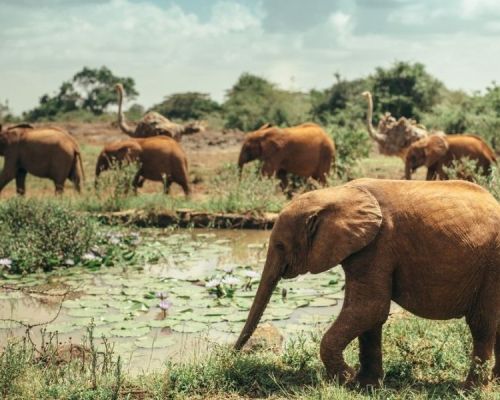 Nairobi National Park | Toombili Adventures