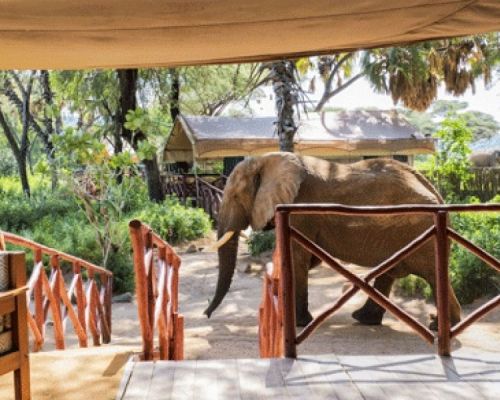 Elephant Bedroom Camp | Samburu | Toombili Adventures