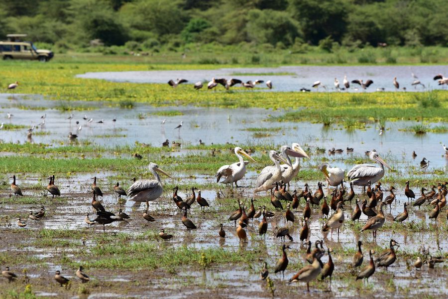 Ngorongoro / Lake Manyara Safari: 4-Day Tour