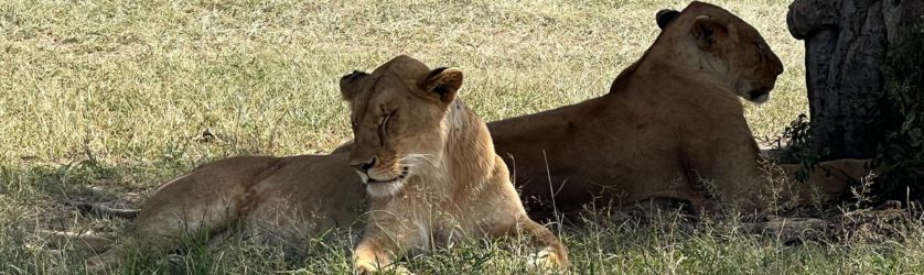 Lions in a shade