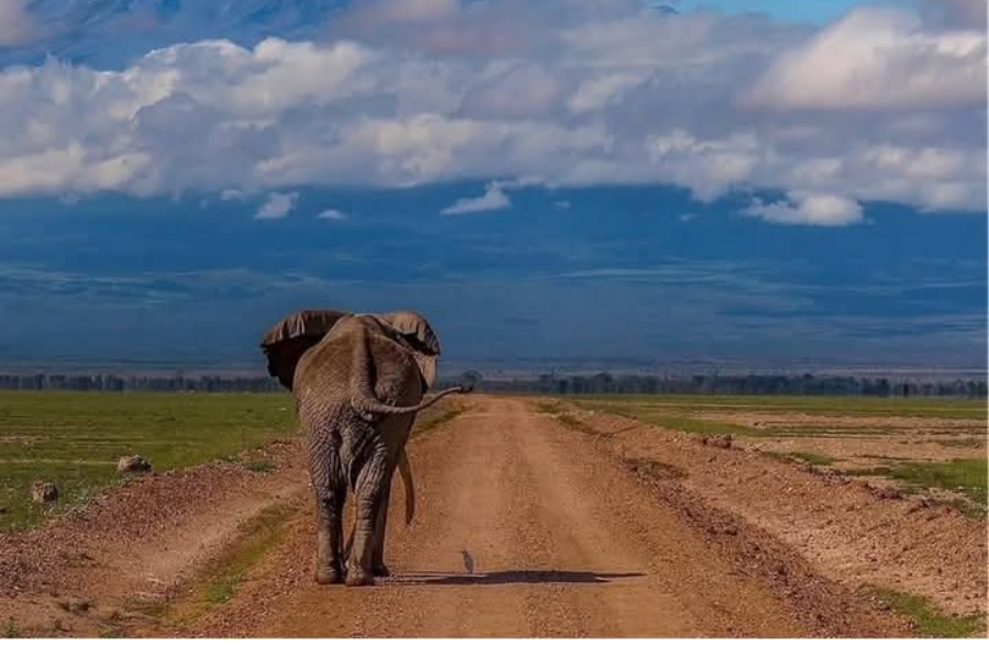 Amboseli National Park | Kenya