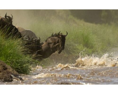 Mara Luxury Camps | Masai Mara