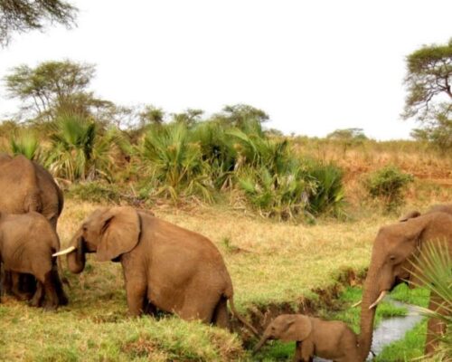 Mara Naboisho Conservancy (2)