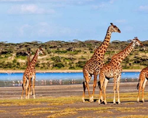 Mara Naboisho Conservancy (2)