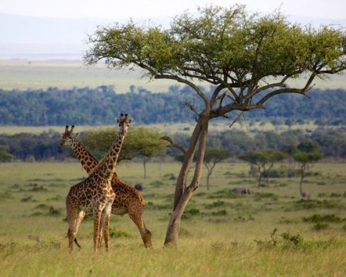 Mara Triangle Conservancy | Toombili Adventures
