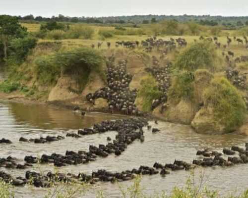 Mara Triangle Conservancy | Toombili Adventures