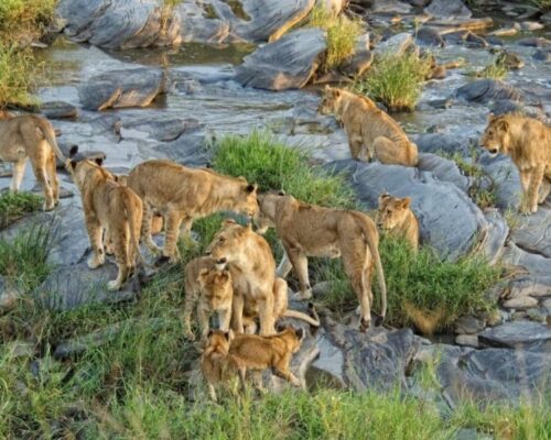 Mara Triangle Conservancy | Toombili Adventures