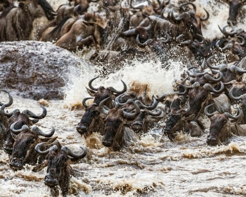 Masai Mara Reserve