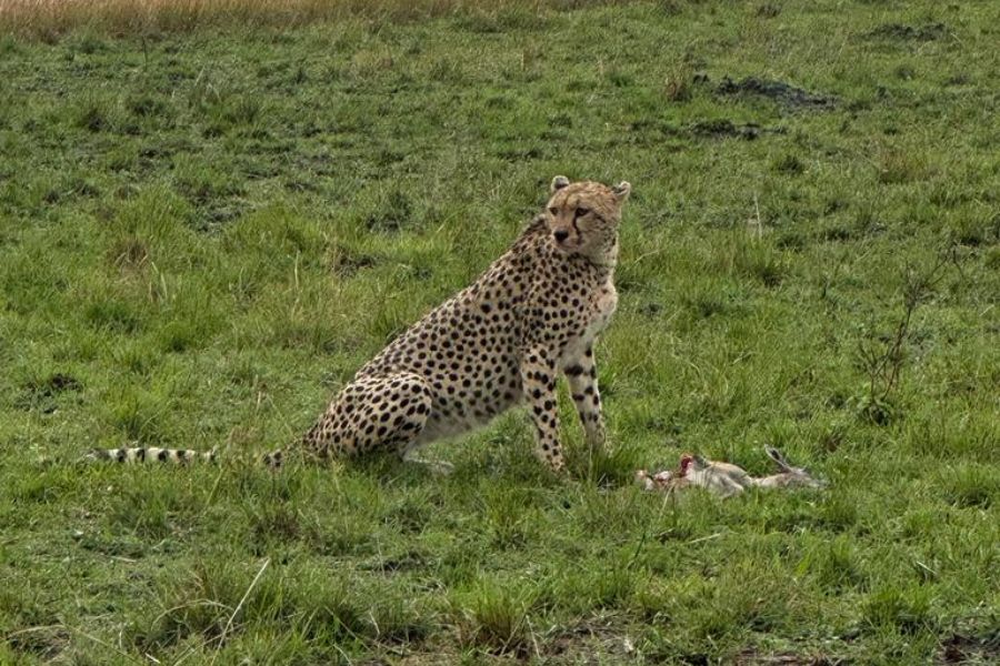 Kenya, wildest safari Destination on Earth