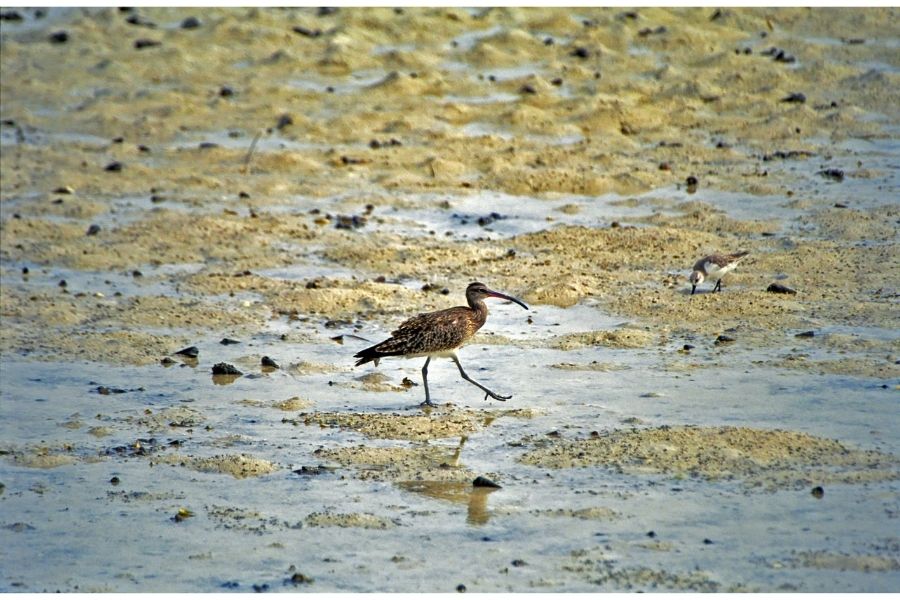 Mida Creek Watamu | Kenya