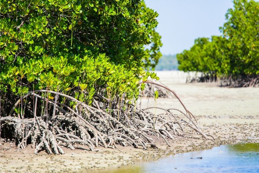 Mida Creek Watamu Mangrove