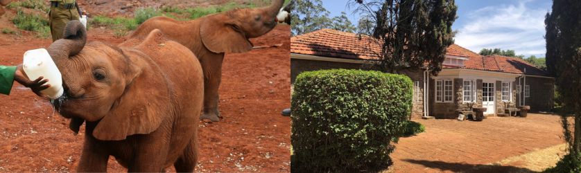 Nairobi Elephant karen blixen