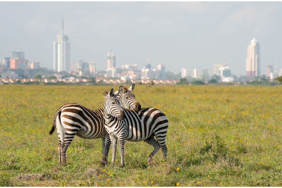 Tips for Trip preparation to Kenya Wildlife Safaris.