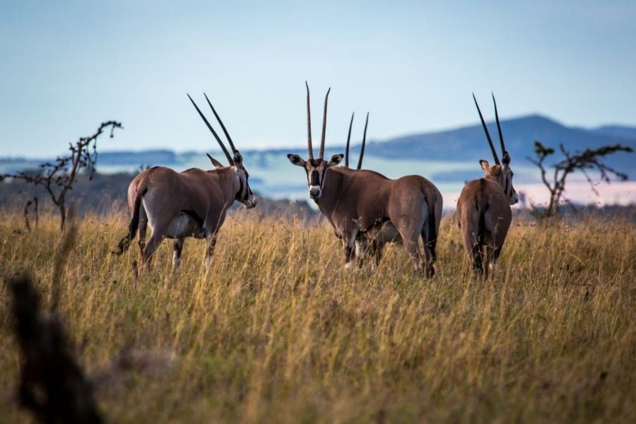 Borana Conservancy Laikipia Blavals Adventure 2