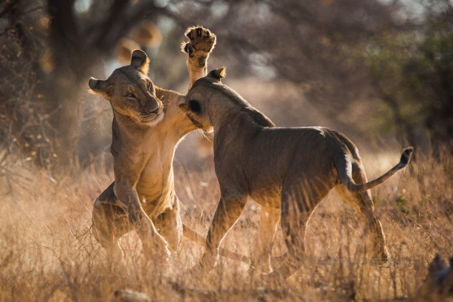 Buffalo Springs National Reserve