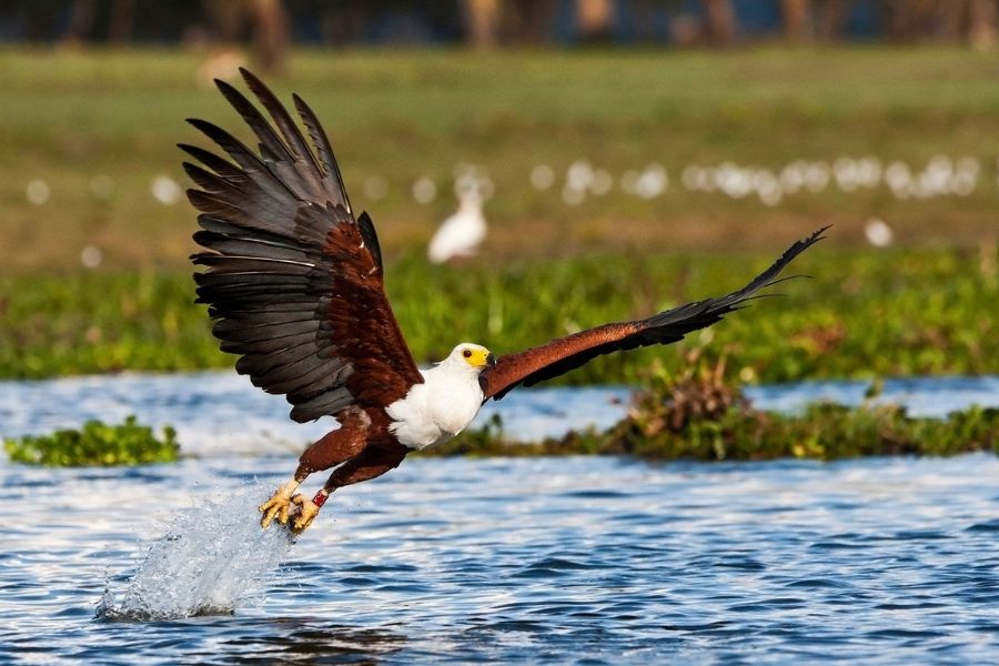 Lake Baringo | Rift Valley Kenya