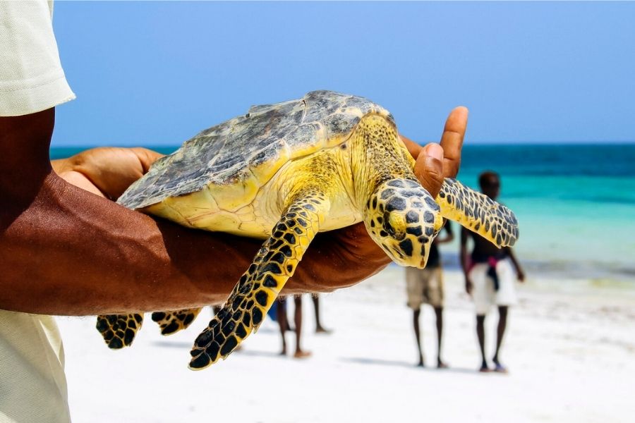 Local Ocean Conservation Watamu Toombili Adventures 3